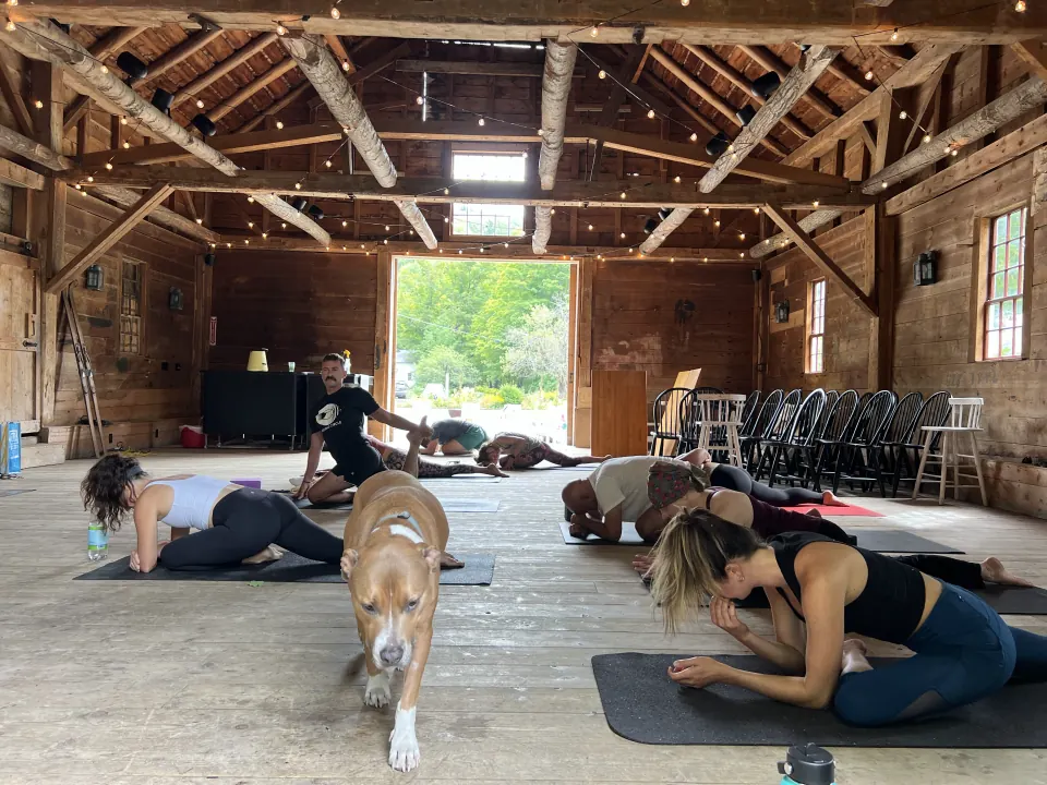A dog wandering between mats during class in the barn