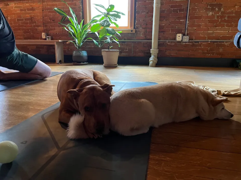 Bean and Kaia stretched out on the studio floor