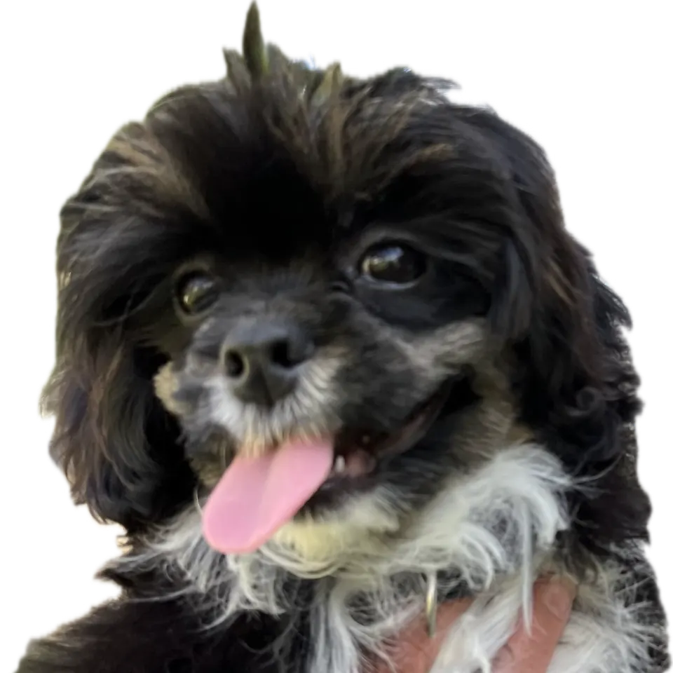 Bodhi