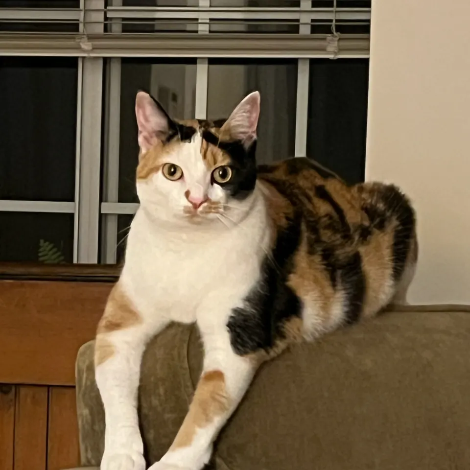 Mae