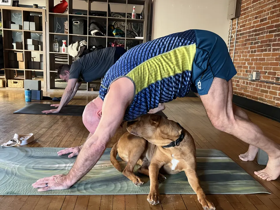Two dogs curled up under a member in downward dog